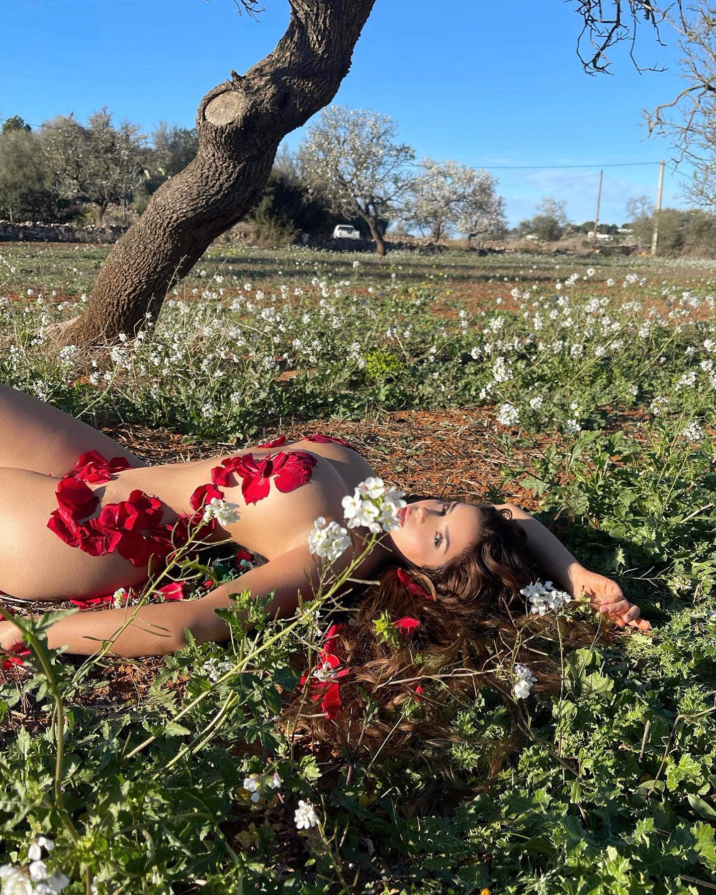 demirose